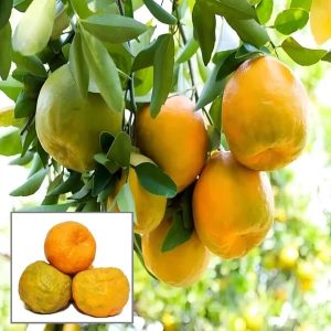 Nagpur Mandarin