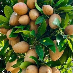 Thai kalapati Sapodilla (chiku) Leyring