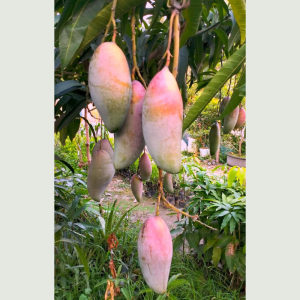 Red Ivory Mango Plant 5-7 ft tall with ripe red-yellow mangoes hanging, juicy exotic mango fruit ready to harvest