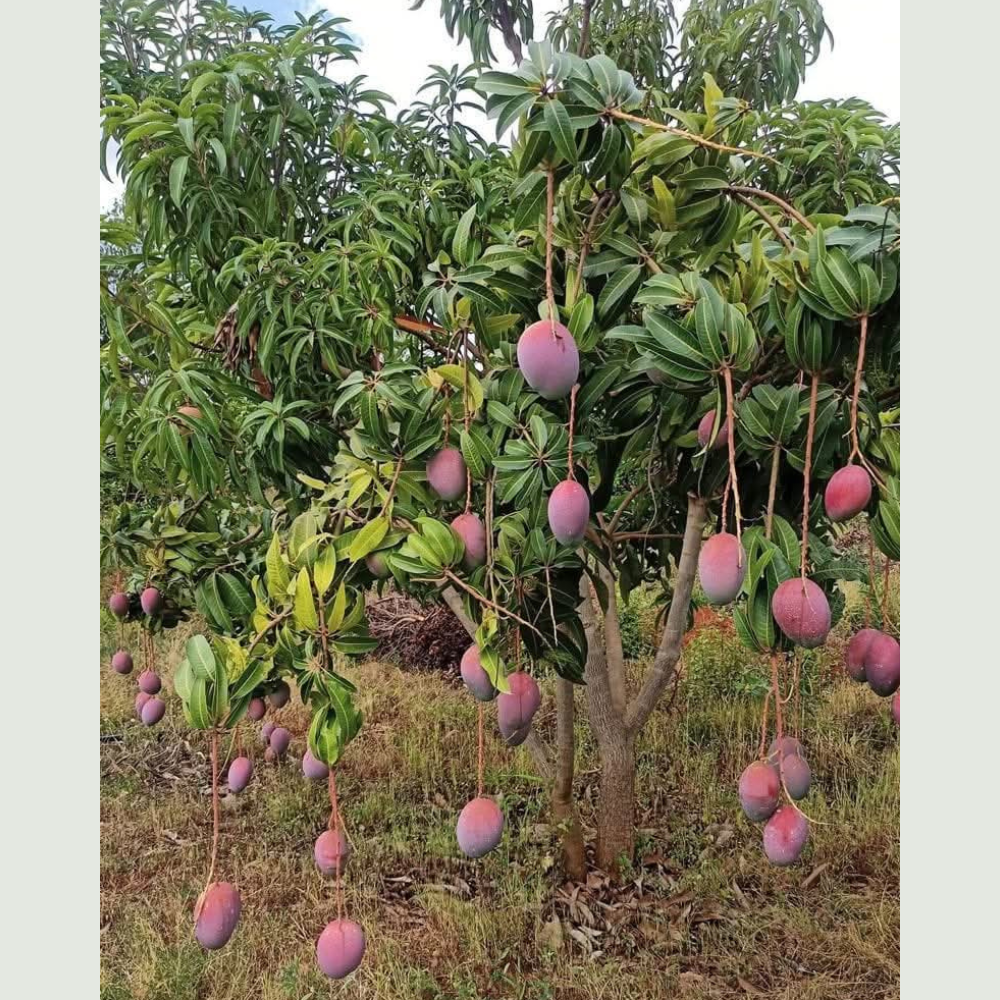9-feet Tommy Atkins Mango Plant with multiple branches, each bearing fully ripe, juicy mangoes, ready for harvest, ideal for home gardens, terraces, and rooftops