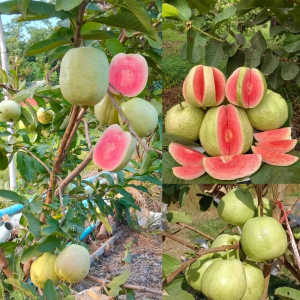 Ripe Red Diamond Guava fruits hanging on a plant with pile of harvested guavas, one cut open showing red flesh, and a single guava