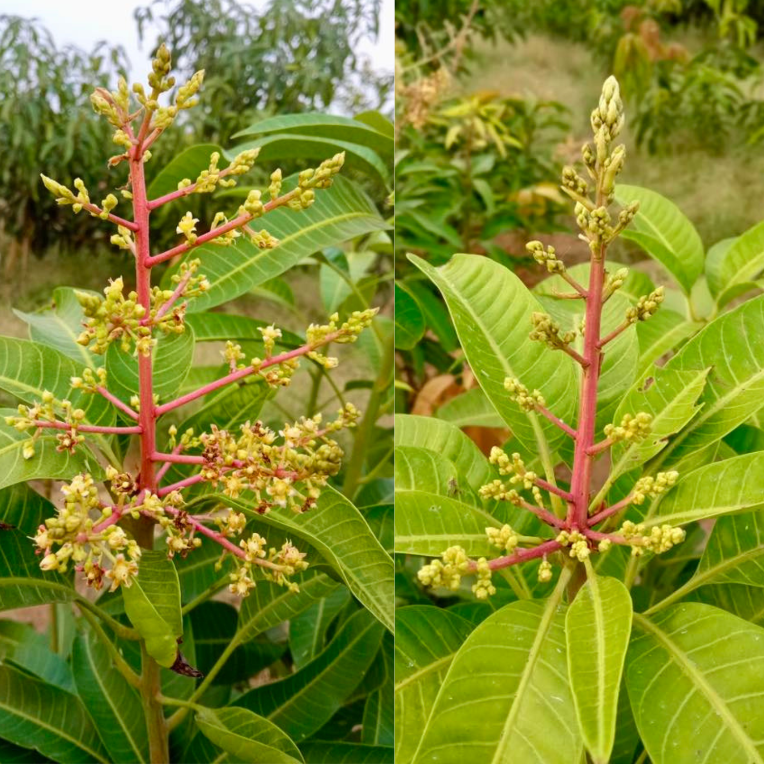 Mango flowers in bloom displayed on both the right and left side of the same frame