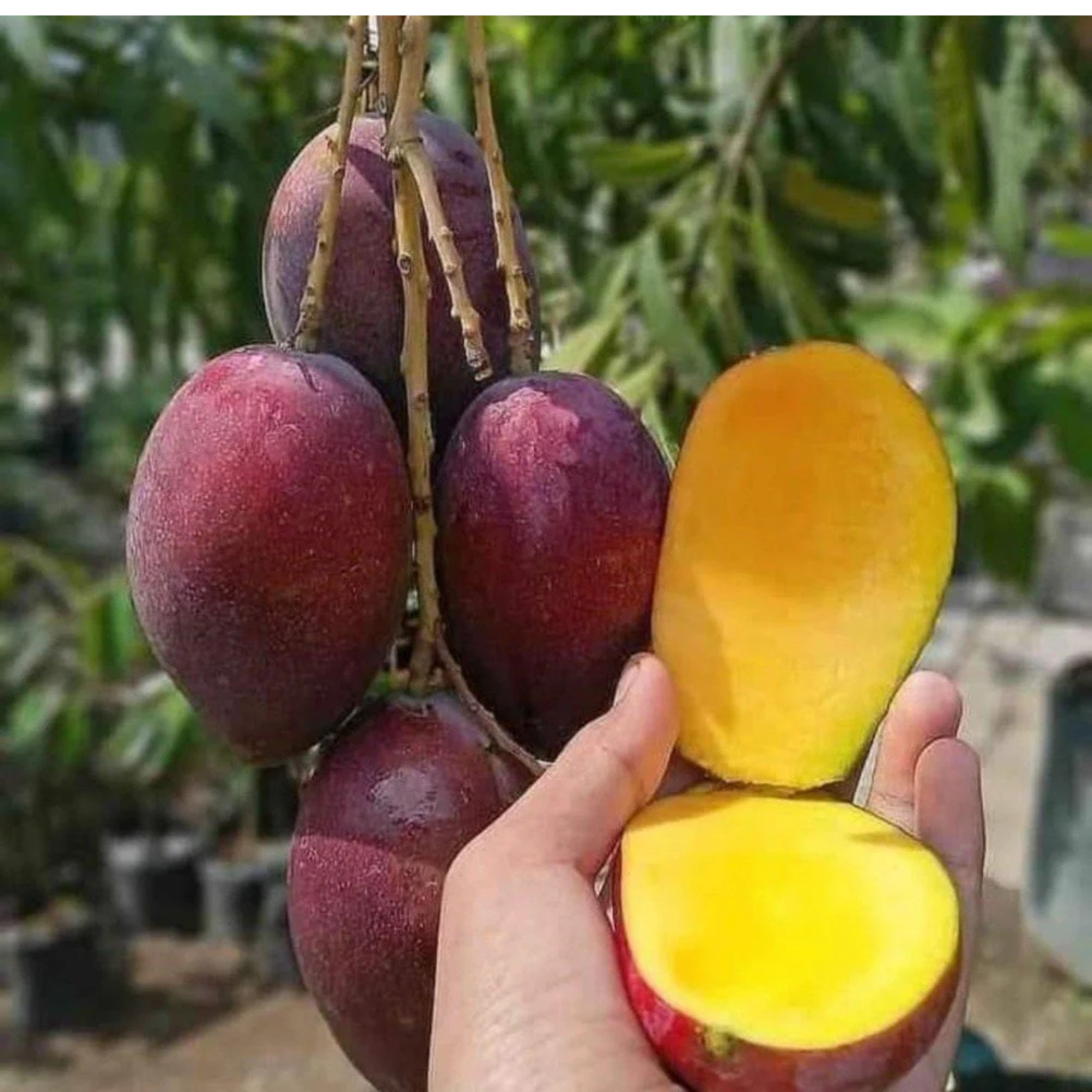 Four ripe mangoes hanging on the plant with one mango cut open in hand to show its juicy inside