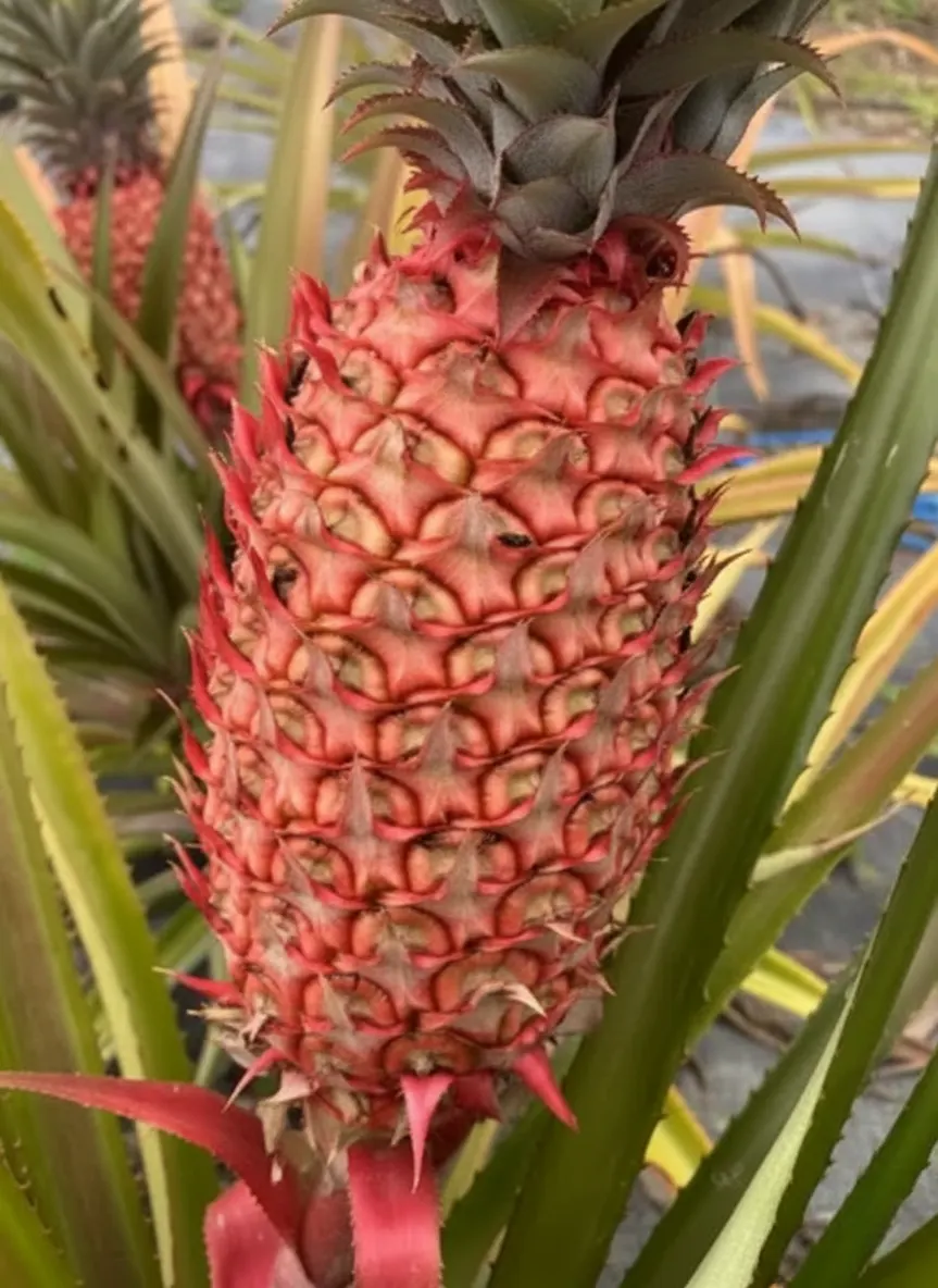 Extreme close-up of a large, deep red pineapple (likely Ananas bracteatus) on its stalk, framed by the spiky, green and yellow-tipped leaves of the plant