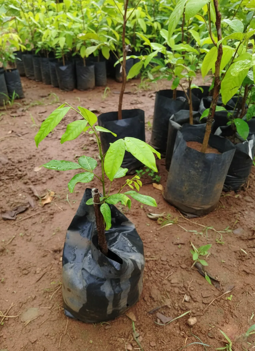 A close-up of a small, vibrant green sapling with compound leaves, likely a Rambutan N18, growing in a wet black plastic nursery bag on reddish-brown soil, surrounded by many other young potted trees